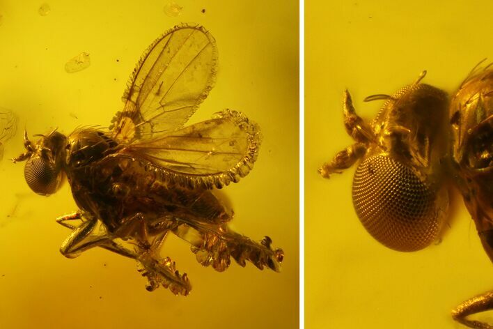 Detailed Fossil Dance Fly (Empididae) In Baltic Amber - Nice Eyes! #145430